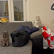 Moja a rejoint le concours — aidez-le/la à gagner de superbes lots ! cat, cats, sofa, couch, duffel_bag, shopping_bag, window, living_room, indoor, furniture, floor, pet, fluffy, sitting, portrait, curious, three_cats, armrest, neutral_expression, cozy