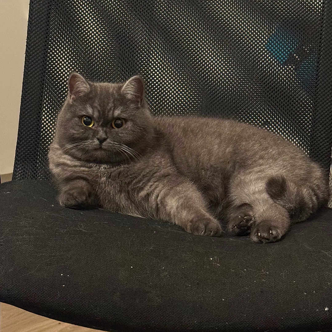 Moja a rejoint le concours — aidez-le/la à gagner de superbes lots ! amber_eyes, cat, chair, close_up, cozy, domestic_animal, fluffy_fur, furniture, grey_cat, hardwood_floor, home, indoor, mesh_chair, paws, pet, portrait, relaxed, sitting, soft_lighting, whiskers