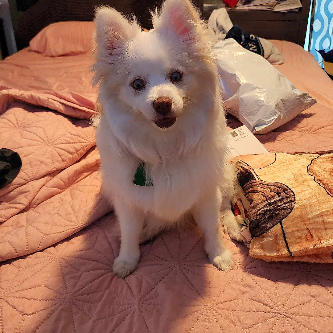 Bella joined the competition — help win amazing prizes! animal, bed, bedroom, blanket, canine, clutter, collar, cute, dog, ears, fur, furniture, indoor, looking, pet, pillow, quilt, sitting, soft_light, white_dog