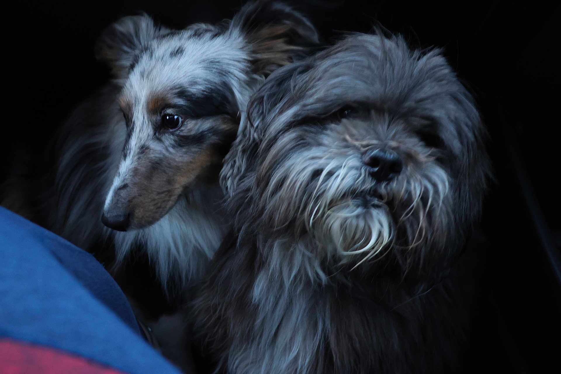 Ungaro participe au concours pour gagner de l'argent avec cette photo : dog, two_dogs, fluffy, shaggy_coat, spotted_fur, pet, animal, close_up, portrait, indoors, dark_background, cute, furry, mammal, companion, friendship, looking_away, snuggle, soft_fur, domestic_animal