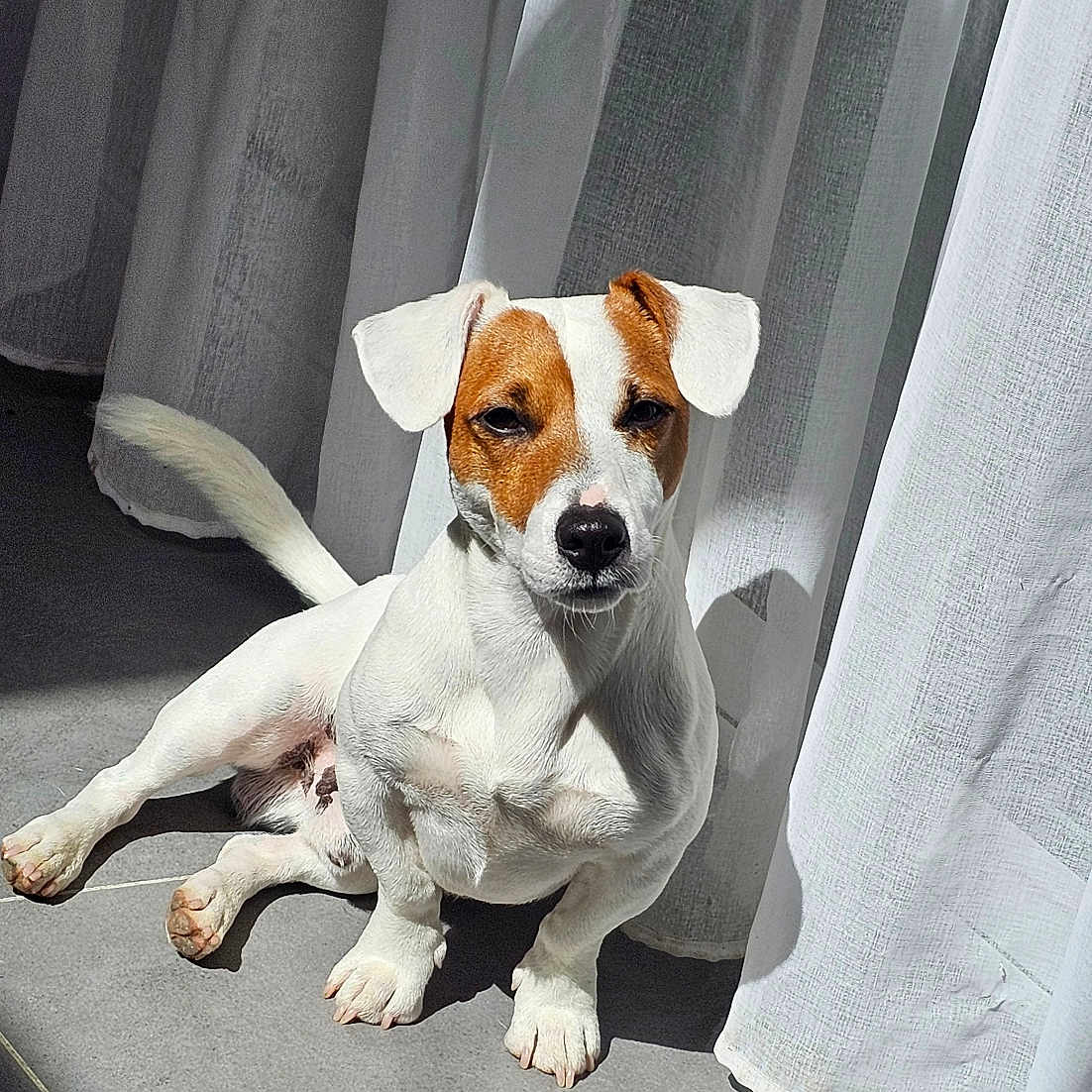 Uppy participe au concours pour gagner de l'argent avec cette photo : alert, animal, brown_fur, canine, curtain, dog, ears, floor, home, indoor, natural_light, nose, paw, pet, quiet, relaxed, shadow, sitting, sunlight, white_fur