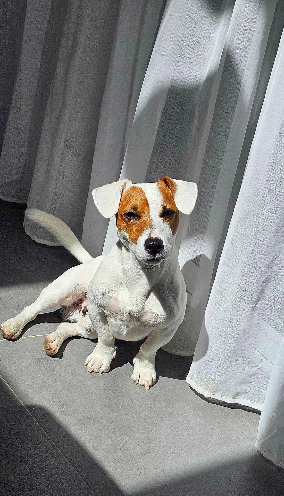 Uppy participe au concours pour gagner de l'argent avec cette photo : dog, pet, indoor, sunlight, curtain, white_fur, brown_fur, floor, relaxed, alert, shadow, natural_light, animal, canine, paw, nose, ears, sitting, quiet, home