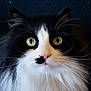 T'Shadow a rejoint le concours — aidez-le/la à gagner de superbes lots ! cat, fluffy, black_and_white, yellow_eyes, whiskers, long_hair, close_up, portrait, night_sky, stars, animal, pet, face, cute, feline, fur, mystical, nature, outdoor, serene