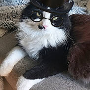 T'Shadow a rejoint le concours — aidez-le/la à gagner de superbes lots ! cat, black_and_white_cat, fluffy_cat, top_hat, glasses, couch, blanket, indoor, pet, animal, relaxing, sleeping_cat, feline, cozy, fur, whiskers, cute, domestic_cat, resting, two_cats