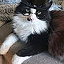 cat, black_and_white_cat, fluffy_cat, top_hat, glasses, couch, blanket, indoor, pet, animal, relaxing, sleeping_cat, feline, cozy, fur, whiskers, cute, domestic_cat, resting, two_cats