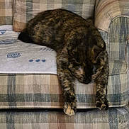 Emmaline K Burton joined the competition — help win amazing prizes! animal, armchair, cat, comfort, cozy, domestic, furniture, home, indoor, napping, paw, pet, plaid_pattern, relaxed, resting, sleeping, soft, striped, tortoiseshell_cat, towel