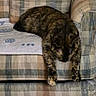 animal, armchair, cat, comfort, cozy, domestic, furniture, home, indoor, napping, paw, pet, plaid_pattern, relaxed, resting, sleeping, soft, striped, tortoiseshell_cat, towel
