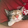 Mochi is registered to the contest to win money with this photo: cat, sleeping, pet, animal, cozy, relaxing, person, arm, indoor, closeup, pink_nose, tabby, feline, cute, resting, comfort, human, necklace, casual, flag