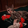 Mochi joined the competition — help win amazing prizes! cat, tabby, toy, plush, strawberry, animal, pet, indoor, resting, blanket, wood_paneling, cute, feline, claws, paw, fur, whiskers, relaxed, lying_down, domestic