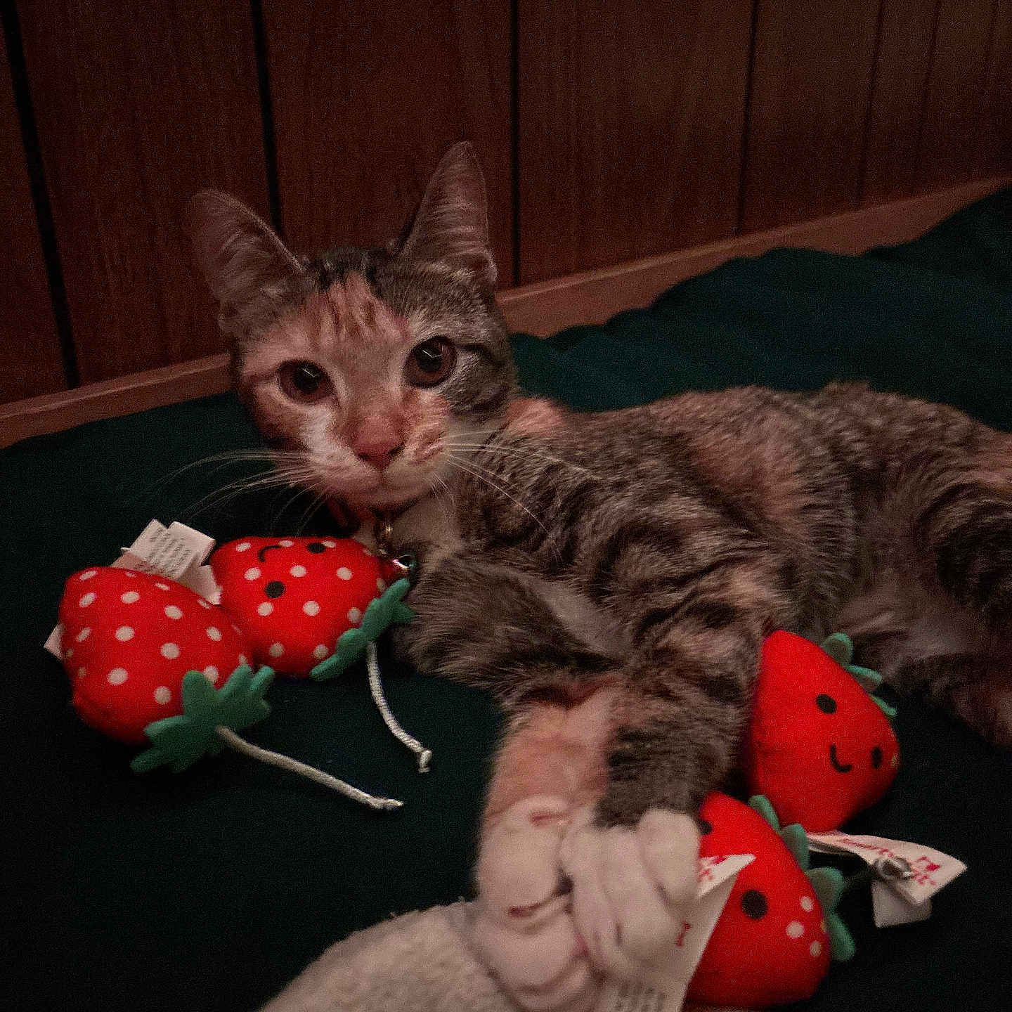 Mochi