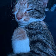 Mochi is registered to the contest to win money with this photo: cat, sleeping, close_up, fur, whiskers, pet, animal, tabby, calico, indoor, relaxed, cute, mammal, feline, domestic_animal, cozy, soft_light, resting, peaceful, portrait