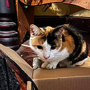 Cali is registered to the contest to win money with this photo: animal, black_mat, calico_cat, cardboard_box, cat, close_up, curious, feline, floor, fur, indoor, paws, pet, plant, red_detail, rustic_furniture, shadow, toy_mouse, whiskers, wooden_floor