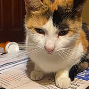 Cali is registered to the contest to win money with this photo: cat, calico_cat, indoor, table, papers, car_key, prescription_bottle, whiskers, fur, pet, closeup, curious, domestic_cat, feline, household, brown_background, focus, front_paws, indoor_lighting, table_surface