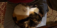 Cali joined the competition — help win amazing prizes! cat, calico, sleeping, curled_up, lap, grey_sweatpants, indoor, cozy, pet, fur, animal, resting, relaxed, home, carpet, patterned_rug, close_up, cute, domestic_cat, calm