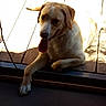 dog, tongue_out, wooden_deck, sunlight, shadow, pet, canine, relaxed, happy, outdoor, indoor, doorway, animal, paw, fur, smile, nature, daylight, resting, companion