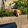Opale participe au concours pour gagner de l'argent avec cette photo : dog, grass, plant, outdoor, sunlight, concrete, wall, relaxed, animal, pet, brown, white, nature, daylight, leaves, resting, calm, building, window, collar