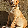 dog, golden_dog, sitting, outdoor, wooden_deck, stone_wall, sunlight, pet, canine, collar, animal, fur, paw, quiet, calm, looking, daylight, nature, domestic_animal, mammal