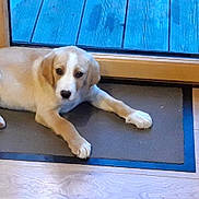 Opale a rejoint le concours — aidez-le/la à gagner de superbes lots ! puppy, dog, mat, wood_floor, glass_door, blue_deck, indoor, pet, curious, light_brown, young_dog, resting, canine, domestic_animal, flooring, window, door_frame, house, companion, animal