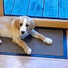 puppy, dog, mat, wood_floor, glass_door, blue_deck, indoor, pet, curious, light_brown, young_dog, resting, canine, domestic_animal, flooring, window, door_frame, house, companion, animal