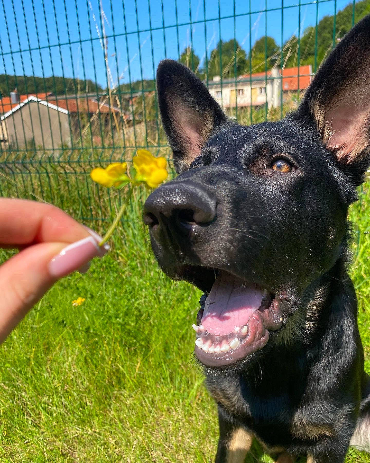 Stanley a rejoint le concours — aidez-le/la à gagner de superbes lots ! canidae, carnivore, collar, companion_dog, dog, dog_breed, fawn, fence, flower, grass, guard_dog, herding_dog, mesh, plant, sky, snout, sporting_group, tree, whiskers, working_animal