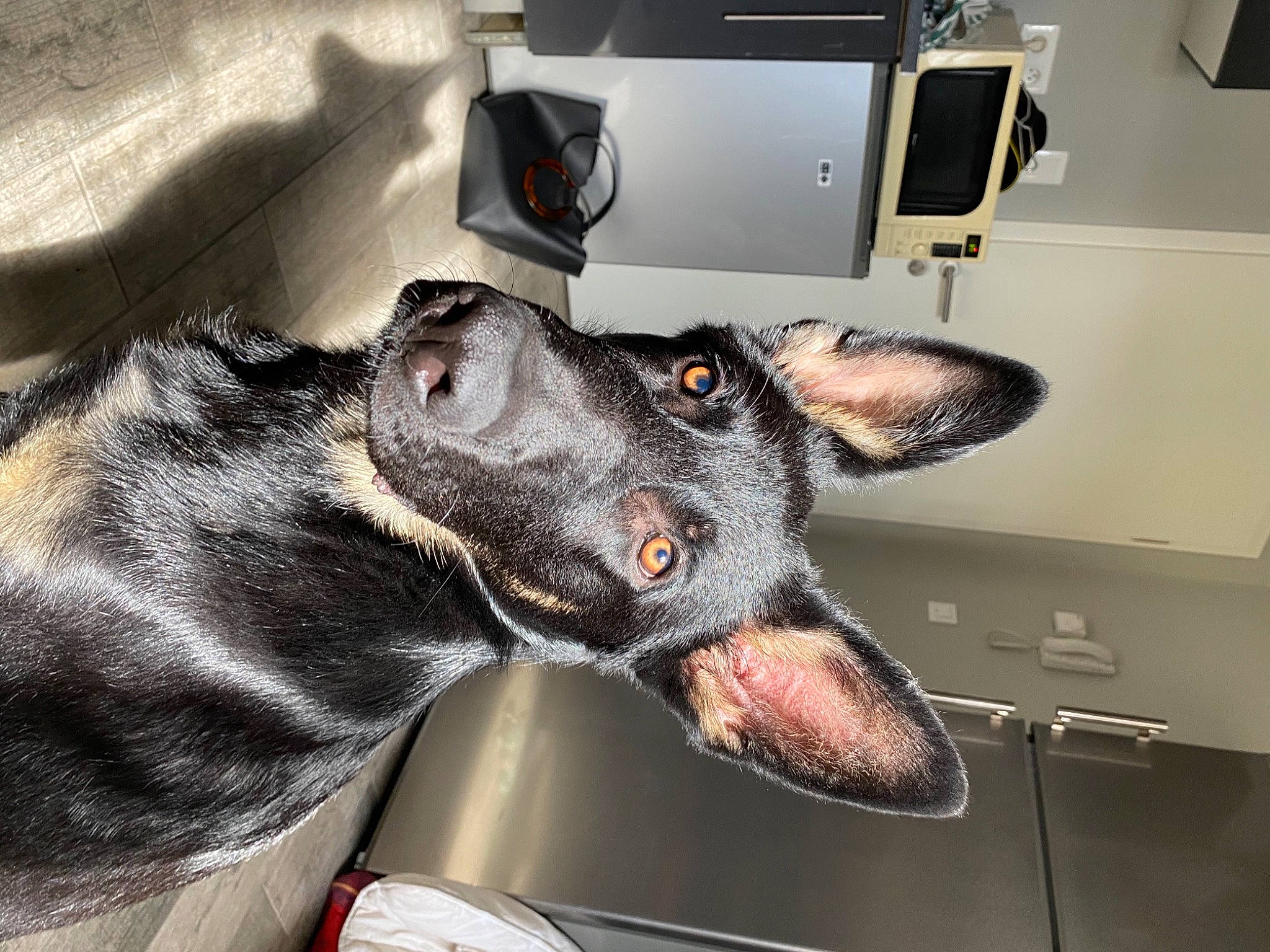 Stanley a rejoint le concours — aidez-le/la à gagner de superbes lots ! canidae, car, carnivore, collar, companion_dog, dog, dog_breed, dog_collar, ear, fur, guard_dog, home_appliance, kitchen_appliance, snout, sporting_group, steering_wheel, vehicle, vehicle_door, whiskers, windshield