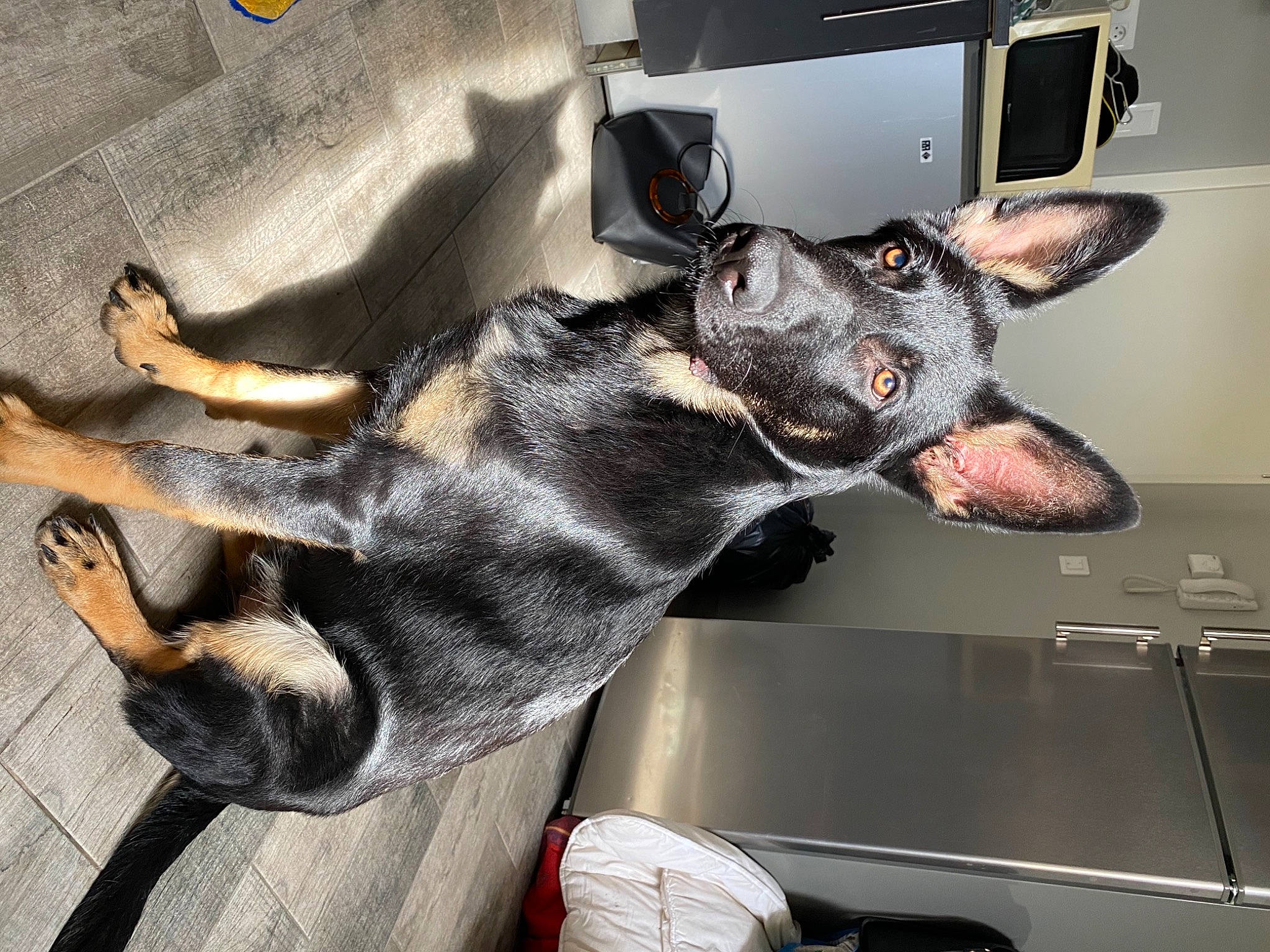 Stanley participe au concours pour gagner de l'argent avec cette photo : carnivore, collar, comfort, companion_dog, computer_keyboard, dog, dog_breed, dog_supply, ear, fur, grey, guard_dog, paw, snout, sporting_group, tail, toy_dog, whiskers, working_animal, working_dog