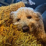 Supreme joined the competition — help win amazing prizes! dog, fluffy, blanket, yellow, cozy, close_up, snuggling, indoor, pet, cute, fur, relaxed, sleepy, canine, home, comfort, warm, brown, soft, resting