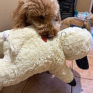 Supreme joined the competition — help win amazing prizes! dog, stuffed_animal, plush_toy, indoor, tile_floor, brown_dog, pet, animal, toy, playing, cute, furry, canine, home, floor, domestic_animal, mammal, resting, background, object