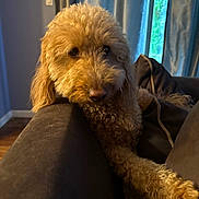 Supreme is registered to the contest to win money with this photo: animal, brown, companion, couch, cozy, curly_fur, curtains, dog, fur, furniture, golden_doodle, home, indoor, living_room, paw, pet, relaxed, resting, soft_light, window