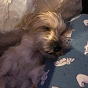 Lucky is registered to the contest to win money with this photo: dog, sleeping, fluffy, blanket, blue_fabric, polar_bear_prints, cozy, resting, pet, fur, indoors, cute, animal, relaxed, snout, closed_eyes, comfort, soft, warm, calm