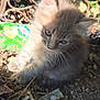 Shadow participe au concours pour gagner de l'argent avec cette photo : animal, cat, curious, cute, dirt, ears, feline, fur, garden, kitten, leaves, nature, outdoor, pet, shadow, small, soft, sunlight, whiskers, young