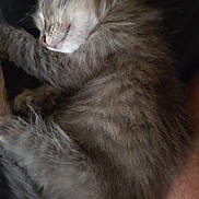 Shadow a rejoint le concours — aidez-le/la à gagner de superbes lots ! animal, cat, closeup, cozy, cute, domestic_cat, feline, fluffy, fur, gray_fur, indoor, kitten, nap, paw, pet, relaxed, resting, sleeping, whiskers, young