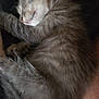 animal, cat, closeup, cozy, cute, domestic_cat, feline, fluffy, fur, gray_fur, indoor, kitten, nap, paw, pet, relaxed, resting, sleeping, whiskers, young