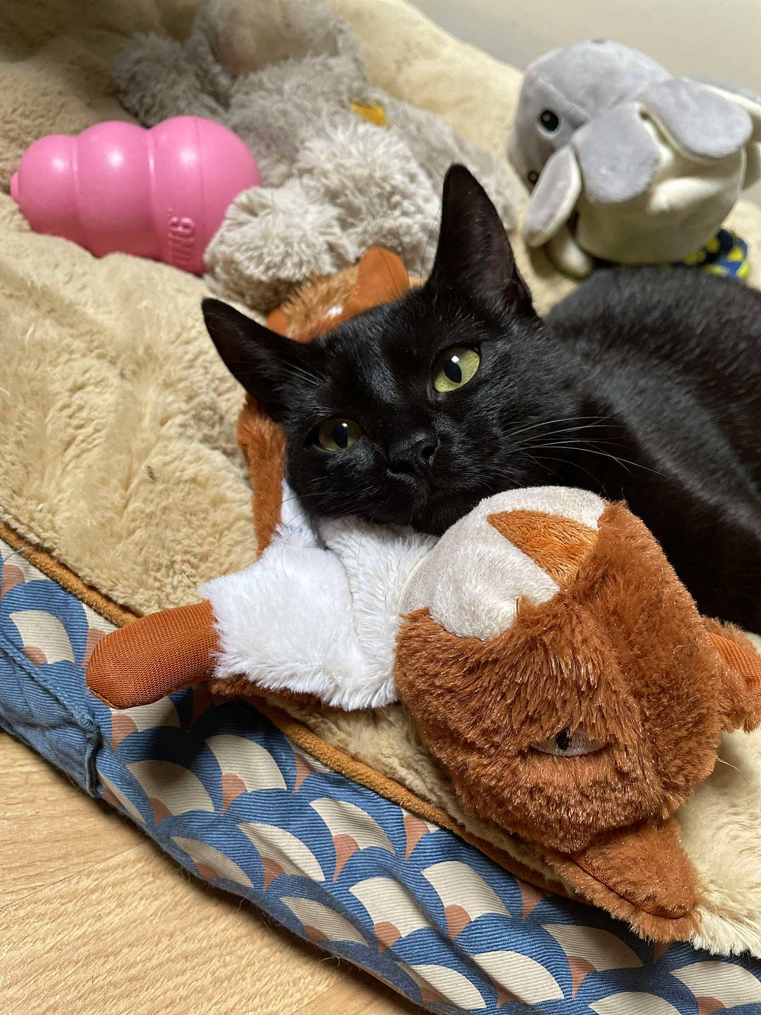 Baghera participe au concours pour gagner de l'argent avec cette photo : balloon, basket, black_cat, carnivore, cat, comfort, domestic_short_haired_cat, fawn, felidae, fur, grey, linens, paw, small_to_medium_sized_cats, stuffed_toy, tableware, tail, thread, toy, whiskers