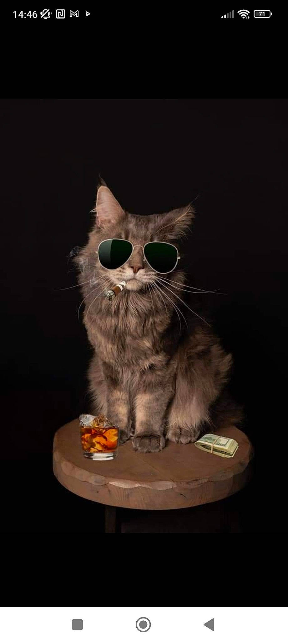 Ragnar participe au concours pour gagner de l'argent avec cette photo : carnivore, cat, cat_supply, comfort_food, darkness, domestic_short_haired_cat, drinkware, felidae, food, fur, pet_food, pet_supply, photo_caption, plate, serveware, small_to_medium_sized_cats, still_life_photography, tableware, tail, whiskers