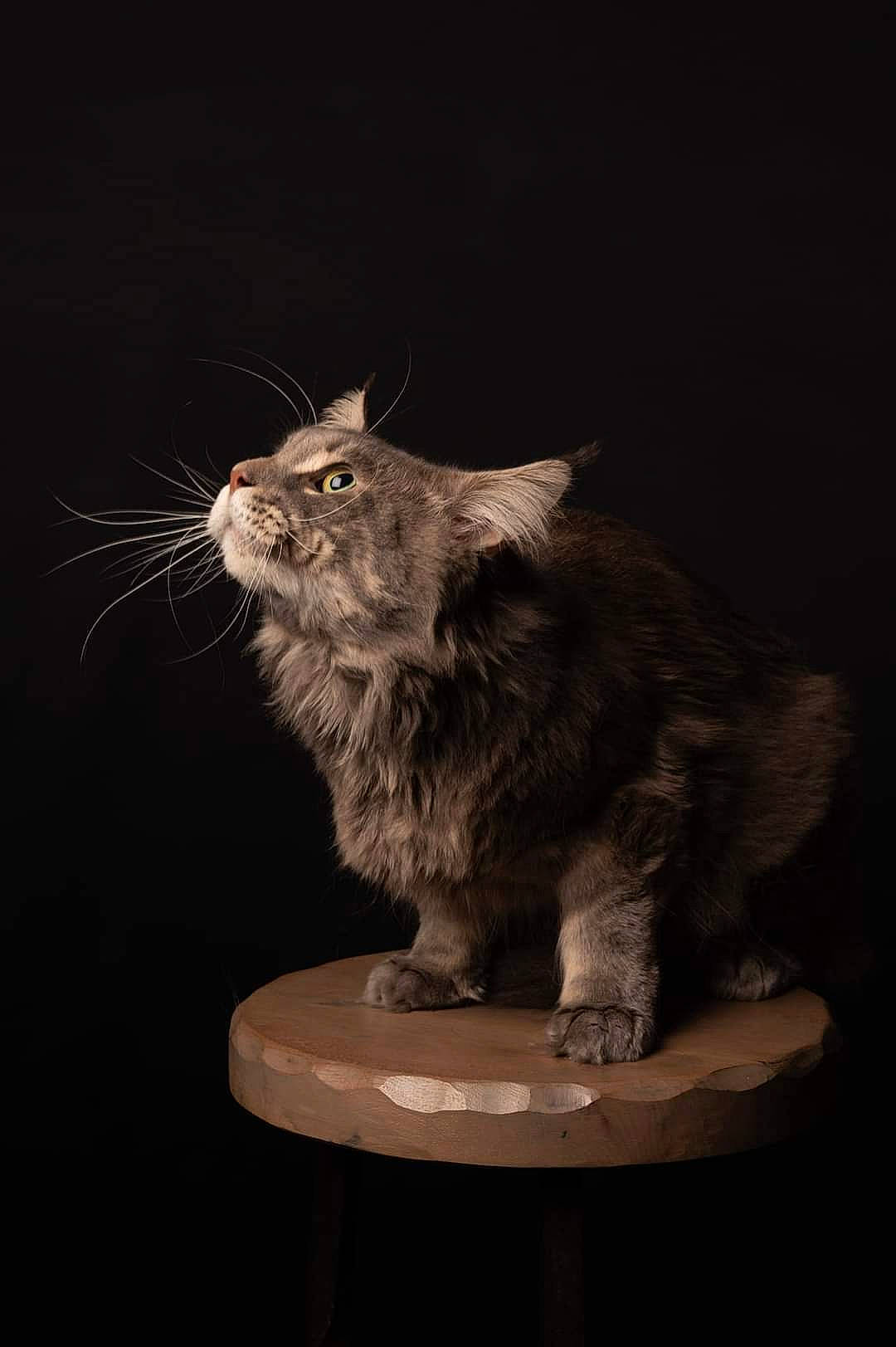 Ragnar a rejoint le concours — aidez-le/la à gagner de superbes lots ! art, cat, claw, darkness, event, felidae, fur, houseplant, marsupial, midnight, plant, rodent, small_to_medium_sized_cats, snout, still_life_photography, table, tail, terrestrial_animal, whiskers, wood