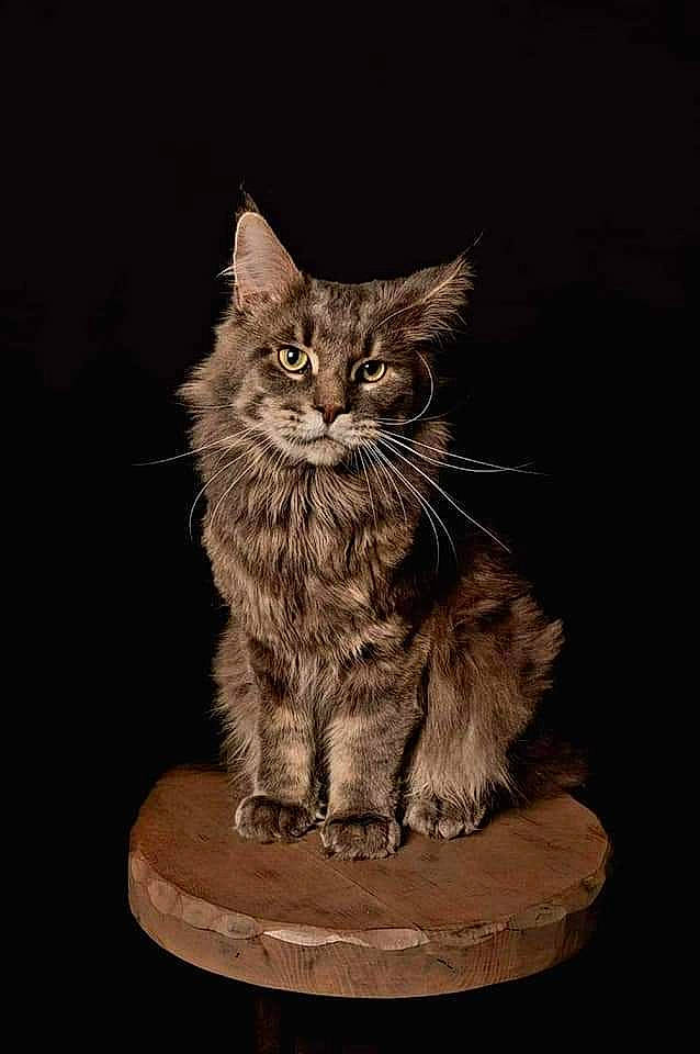 Ragnar participe au concours pour gagner de l'argent avec cette photo : carnivore, cat, claw, darkness, domestic_short_haired_cat, felidae, fur, grass, night, paw, sitting, small_to_medium_sized_cats, snout, table, tail, terrestrial_animal, whiskers, wood