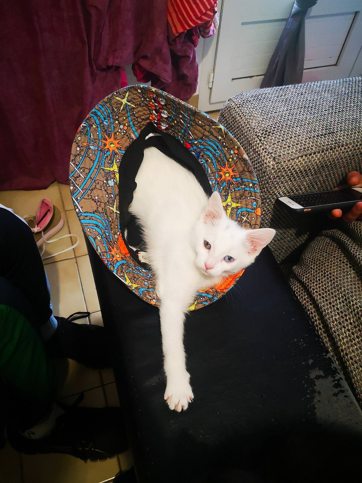 Noisette participe au concours pour gagner de l'argent avec cette photo : carnivore, cat, chair, comfort, domestic_short_haired_cat, fashion_accessory, fawn, felidae, formal_wear, fur, hat, lap, linens, pattern, small_to_medium_sized_cats, tail, whiskers, wool