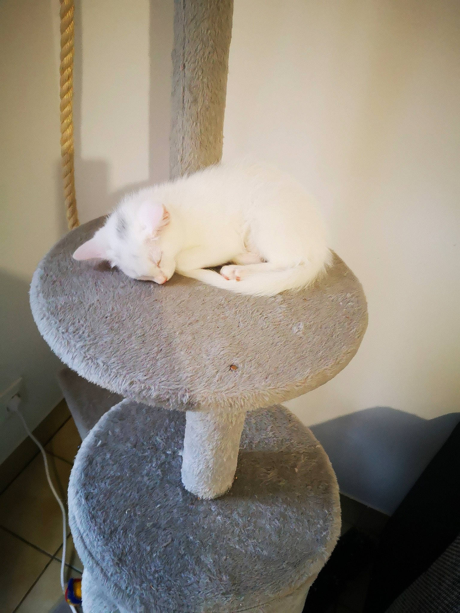 Noisette a rejoint le concours — aidez-le/la à gagner de superbes lots ! bowl, carnivore, cat_supply, ceramic, comfort, companion_dog, dog_breed, fawn, felidae, flooring, fur, hardwood, household_supply, room, small_to_medium_sized_cats, stuffed_toy, table, tail, whiskers, wood