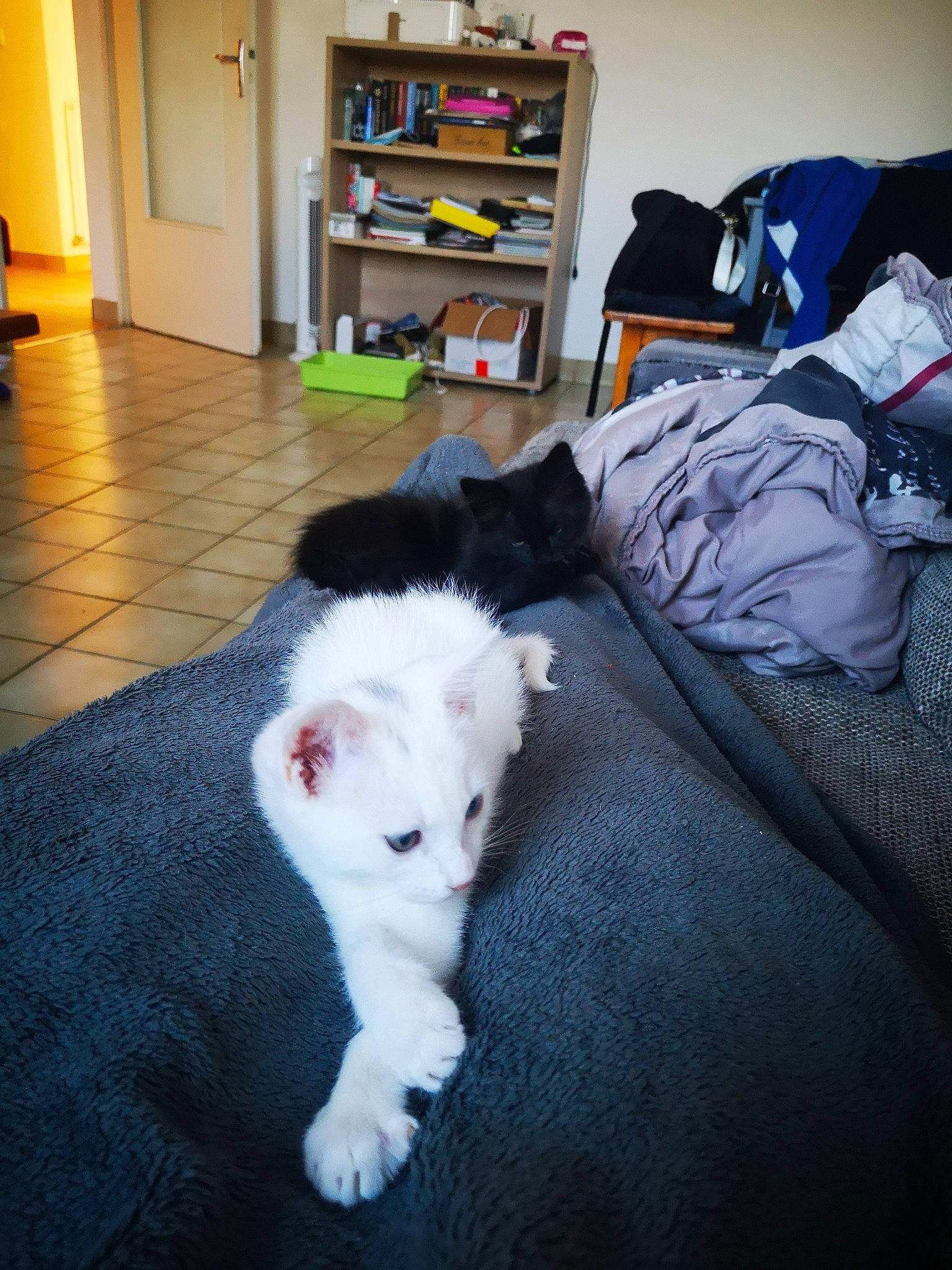 Noisette participe au concours pour gagner de l'argent avec cette photo : bull_terrier, canidae, carnivore, cat, comfort, companion_dog, dog_breed, domestic_short_haired_cat, felidae, flooring, fur, hardwood, room, shelf, small_to_medium_sized_cats, sporting_group, tail, whiskers, wood, wood_flooring