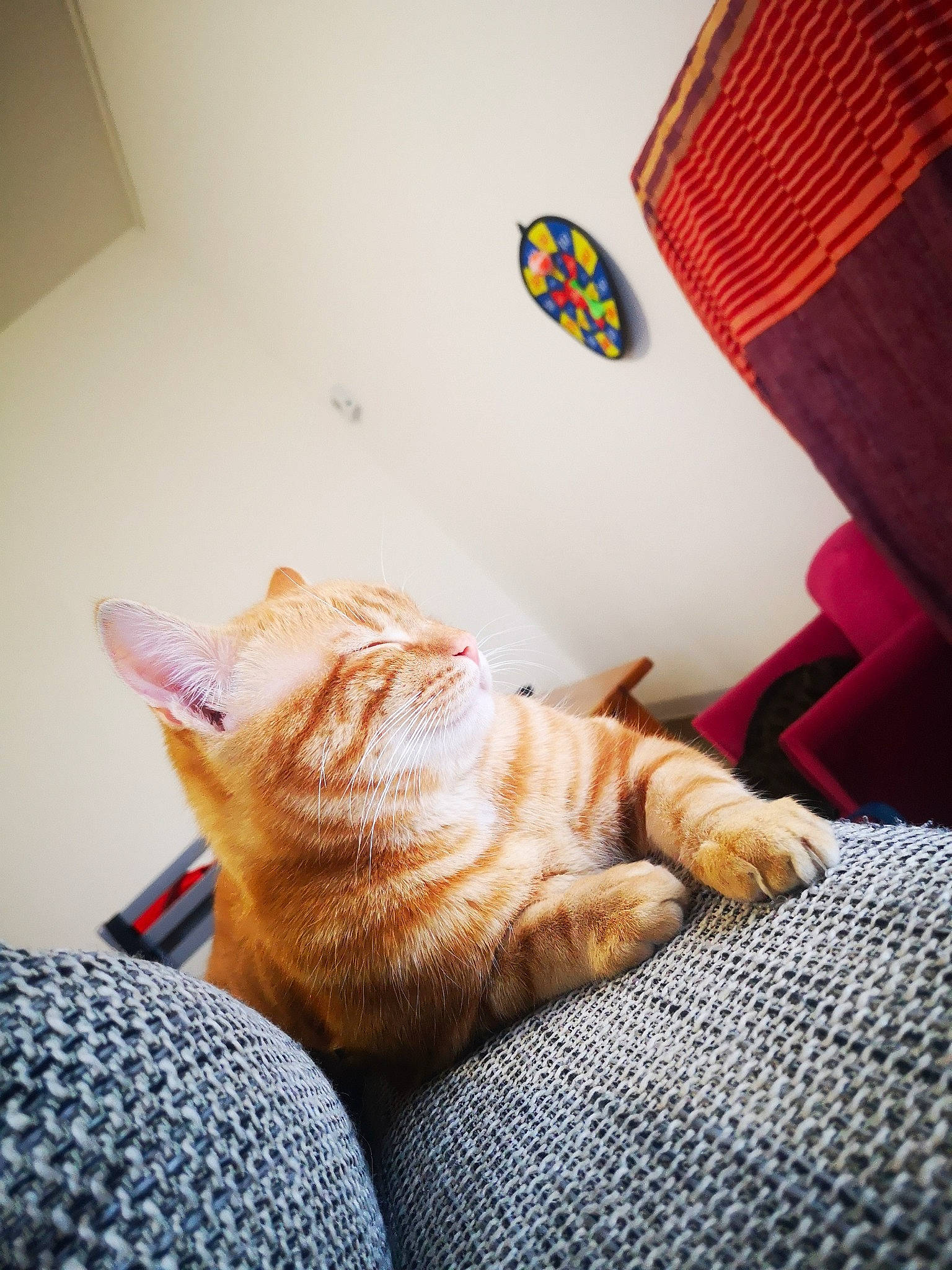 Ben participe au concours pour gagner de l'argent avec cette photo : carnivore, cat, chair, comfort, couch, fawn, felidae, flooring, grey, leg, linens, living_room, orange, small_to_medium_sized_cats, snout, tail, textile, whiskers, window, wood