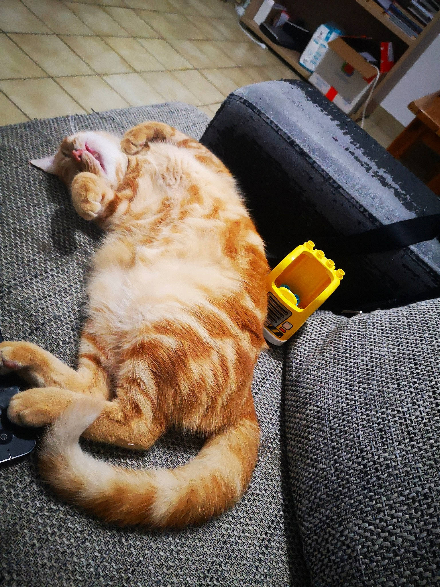 Ben a rejoint le concours — aidez-le/la à gagner de superbes lots ! art, cat, claw, comfort, companion_dog, couch, domestic_short_haired_cat, felidae, flooring, foot, fur, paw, sitting, small_to_medium_sized_cats, snout, sporting_group, tail, whiskers, wood