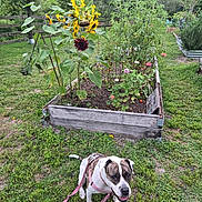 Coco is registered to the contest to win money with this photo: dog, harness, grass, garden, sunflowers, plants, raised_garden_bed, wooden_fence, outdoor, greenery, flower, pet, leash, nature, summer, canine, happy, plant_stake, backyard, flora