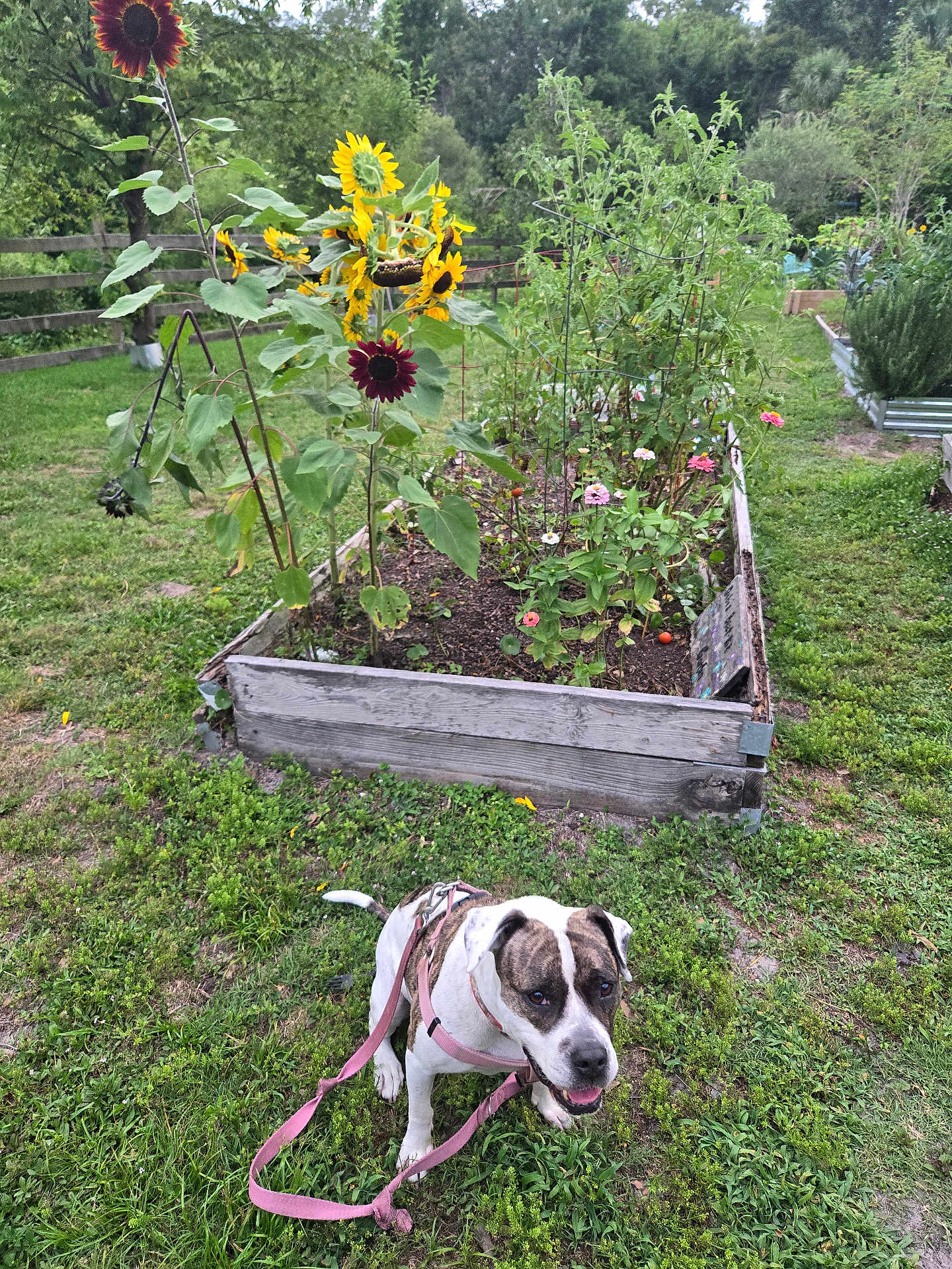 Coco is registered to the contest to win money with this photo: dog, harness, grass, garden, sunflowers, plants, raised_garden_bed, wooden_fence, outdoor, greenery, flower, pet, leash, nature, summer, canine, happy, plant_stake, backyard, flora