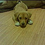 puppy, dog, floor, wooden_floor, lying_down, brown, white_paws, pet, animal, indoor, cute, young_dog, canine, resting, looking_at_camera, small, companion, domestic_animal, home, relaxed