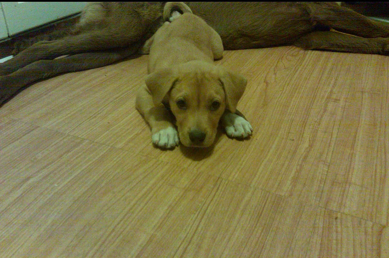 Woody joined the competition — help win amazing prizes! puppy, dog, floor, wooden_floor, lying_down, brown, white_paws, pet, animal, indoor, cute, young_dog, canine, resting, looking_at_camera, small, companion, domestic_animal, home, relaxed