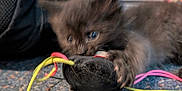 Binx is registered to the contest to win money with this photo: kitten, black_cat, toy, string, playful, furry, indoor, carpet, pet, animal, closeup, paw, young, cute, fuzziness, claw, focus, blur, colorful, fun