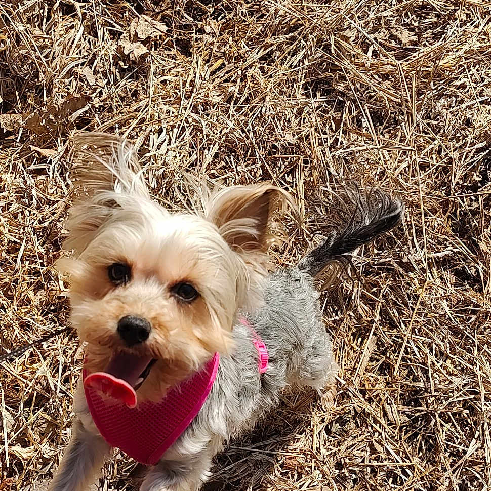 Dottie