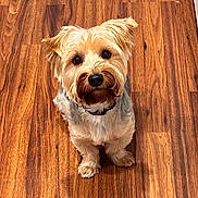Maxx is registered to the contest to win money with this photo: dog, small_dog, indoor, wooden_floor, pet, cute, fur, looking_up, brown, beige, black_nose, collar, ears, sitting, animal, companion, adorable, friendly, domestic, curious