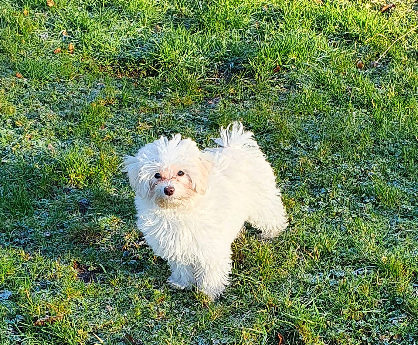 Shelby joined the competition — help win amazing prizes! canidae, carnivore, cavachon, companion_dog, dog, dog_breed, grass_family, groundcover, maltepoo, mammal, non_sporting_group, poodle_crossbreed, puppy, small_terrier, terrier, toy_dog, working_animal, working_dog